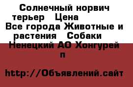 Солнечный норвич терьер › Цена ­ 35 000 - Все города Животные и растения » Собаки   . Ненецкий АО,Хонгурей п.